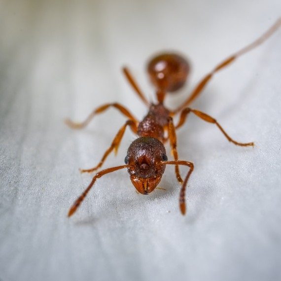 Field Ants, Pest Control in Loughton, High Beach, IG10. Call Now! 020 8166 9746