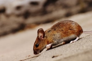 Mouse extermination, Pest Control in Loughton, High Beach, IG10. Call Now 020 8166 9746