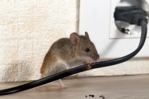 Mice Control, Pest Control in Loughton, High Beach, IG10. Call Now 020 8166 9746