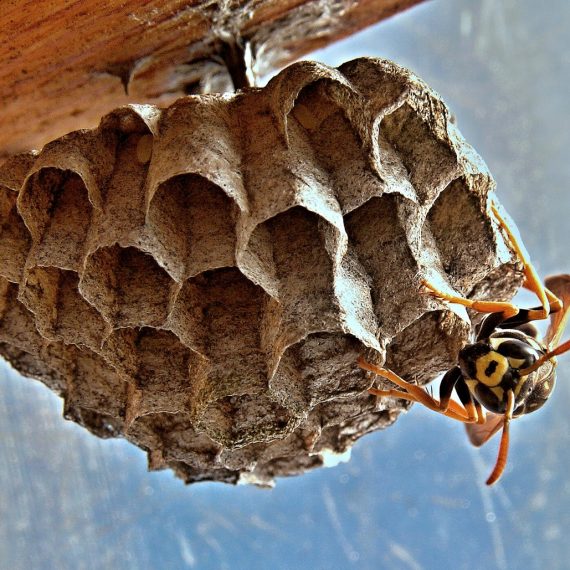 Wasps Nest, Pest Control in Loughton, High Beach, IG10. Call Now! 020 8166 9746