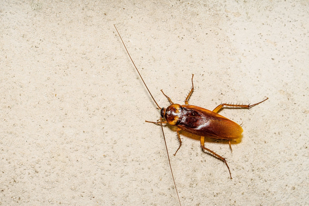 Cockroach Control, Pest Control in Loughton, High Beach, IG10. Call Now 020 8166 9746