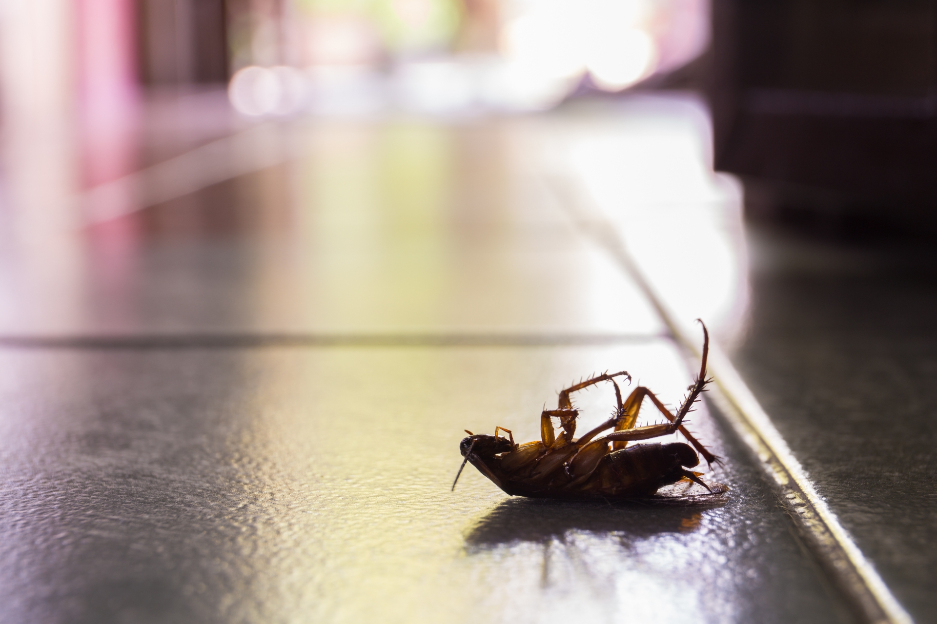 Cockroach Control, Pest Control in Loughton, High Beach, IG10. Call Now 020 8166 9746