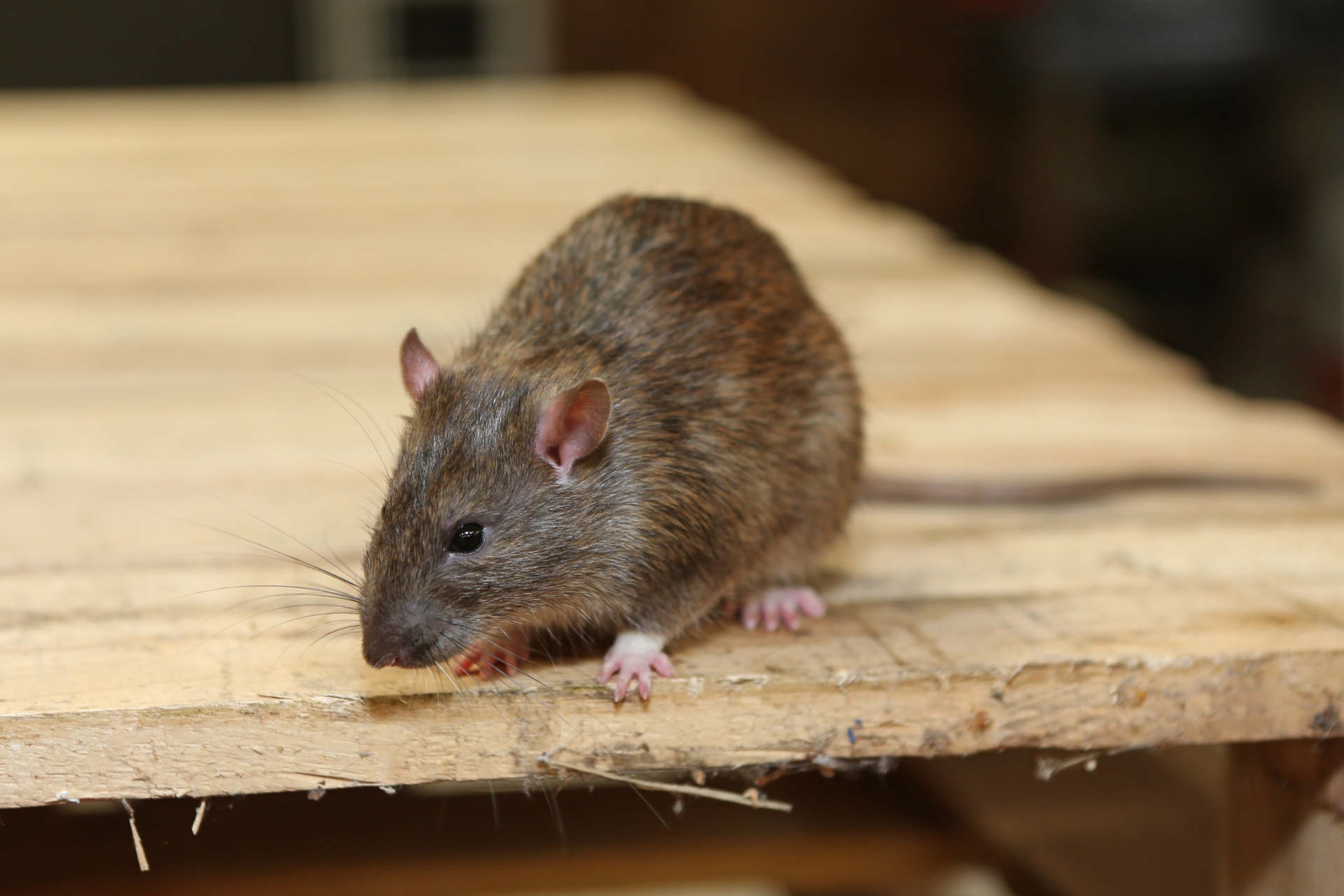 Rat Control, Pest Control in Loughton, High Beach, IG10. Call Now 020 8166 9746